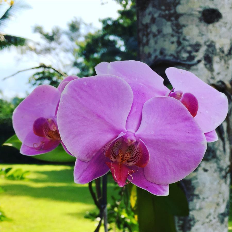 Pousada Villa Del Rey Paraty Exteriör bild